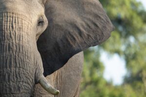 managing cx is like eating an elephant